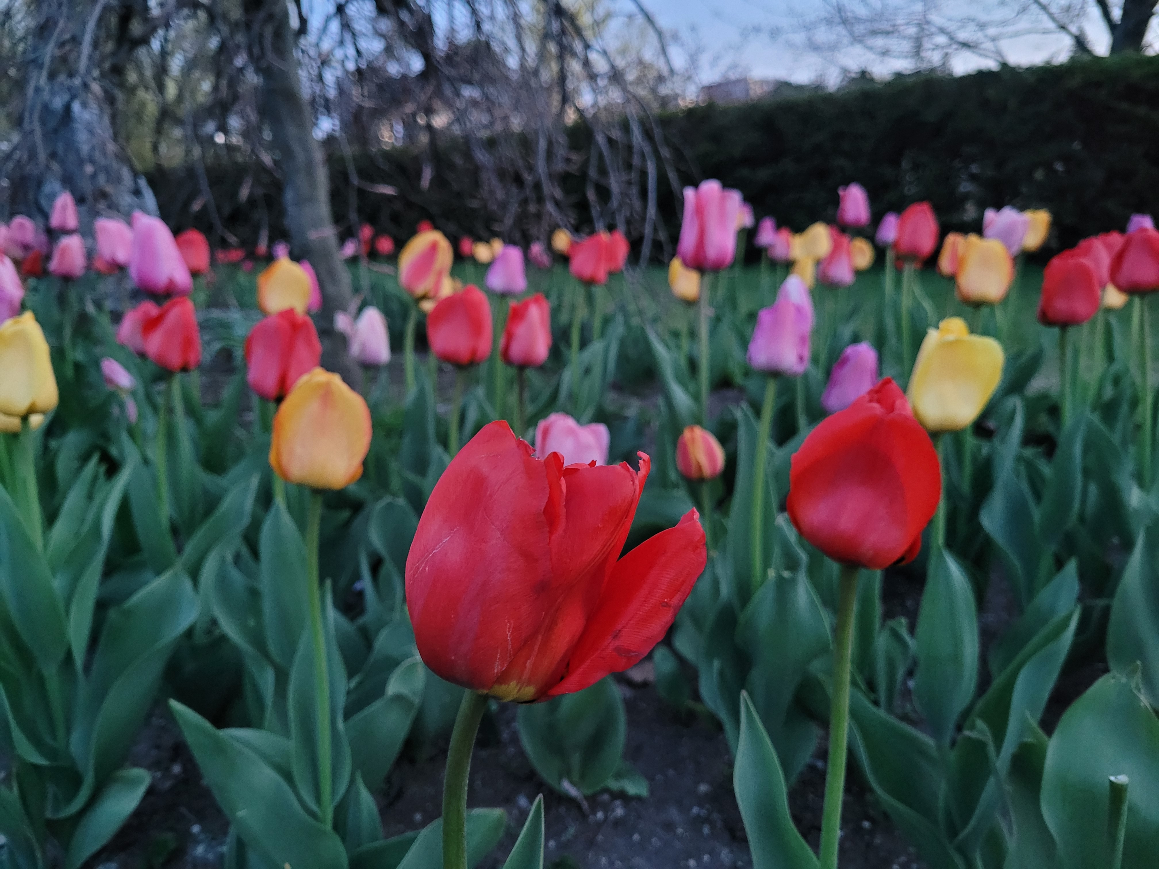 High Park, Toronto